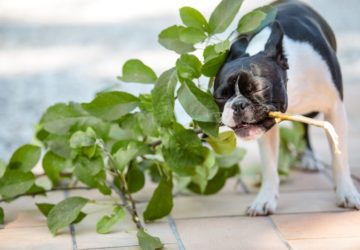 Pianta velenosa per cani