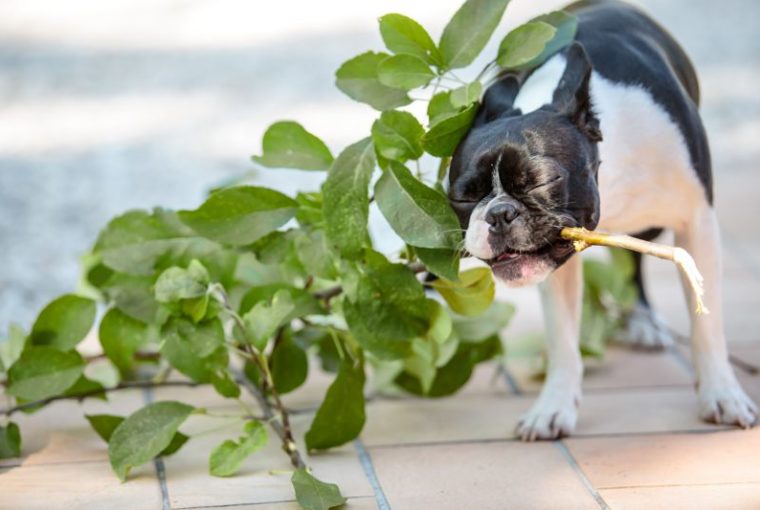 Pianta velenosa per cani