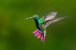 colibrì