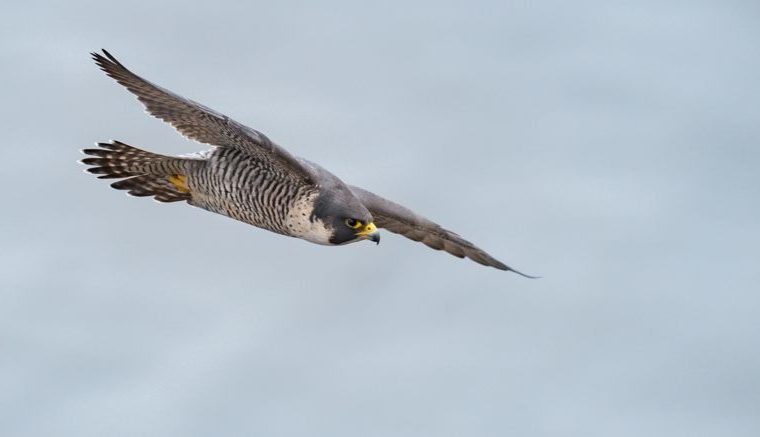 Animali più veloci al mondo