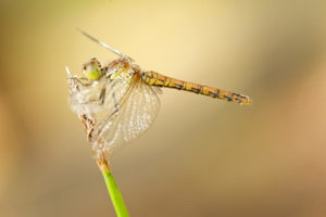 libellula 