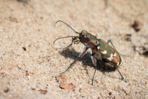 scarabeo tigre