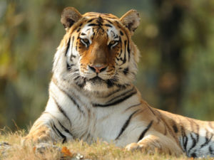 tigre 