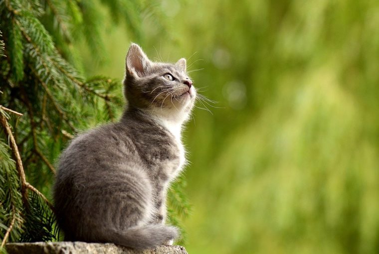 Perchè i gatti fanno pipì per casa