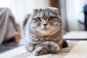 gatti razze 2021