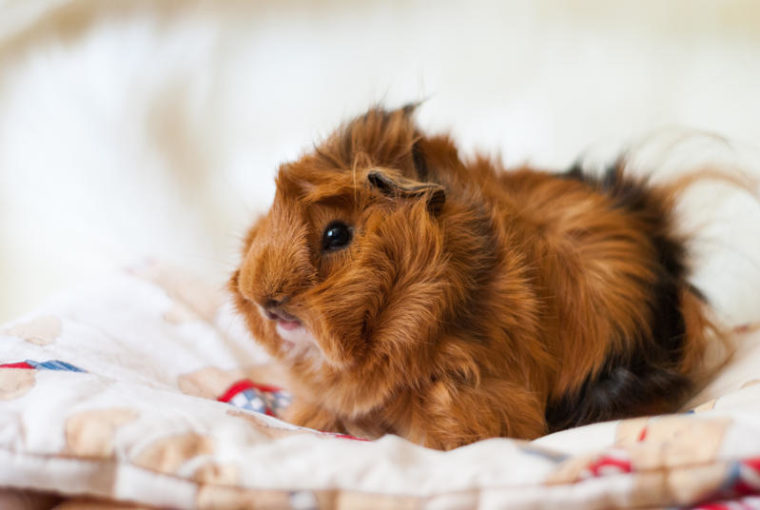 Cavia Peruviana