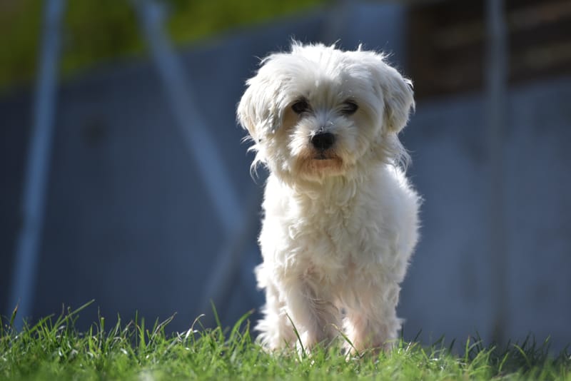 caratteristiche cane maltese