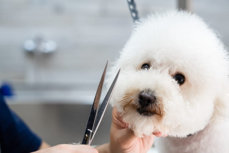 cura cane maltese