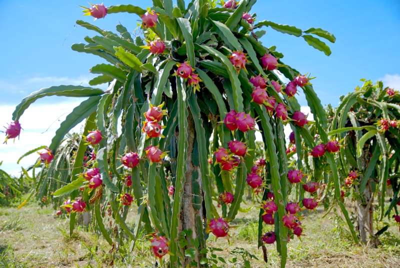 albero dragon fruit