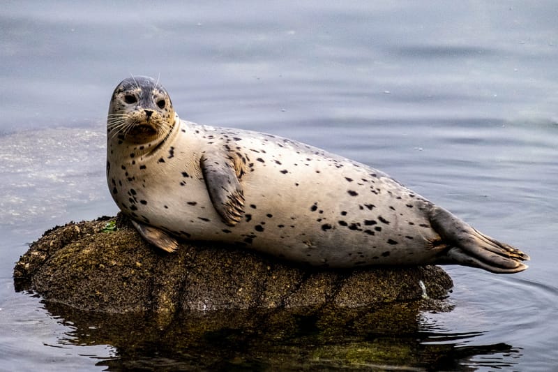 foca