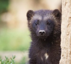 ghiottone cucciolo primo piano