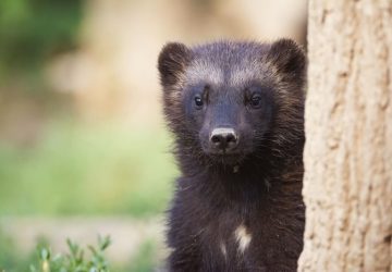 ghiottone cucciolo primo piano