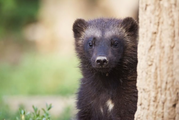 ghiottone cucciolo primo piano