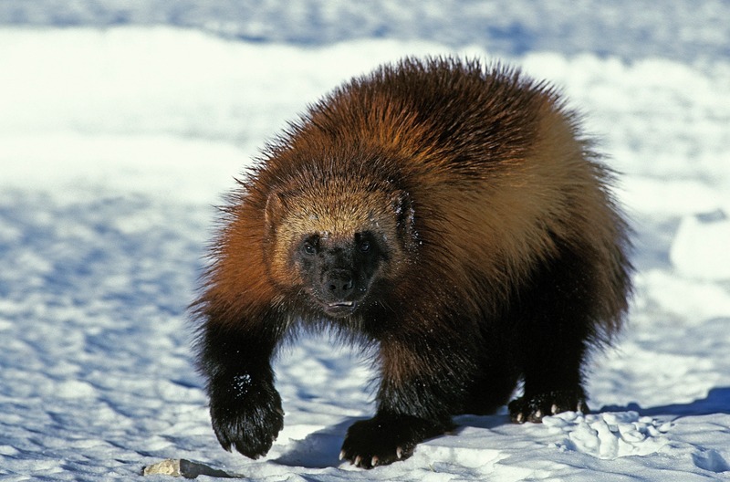 ghiottone in habitat freddo