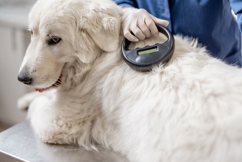 veterinario controlla microchip ad un cane