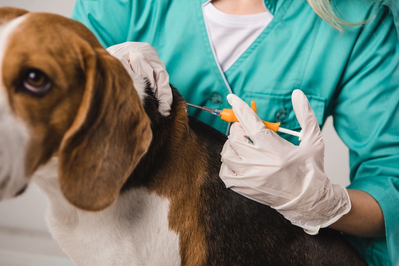 veterinario inserisce microchip al cane