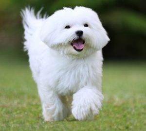 Maltese che corre sul prato