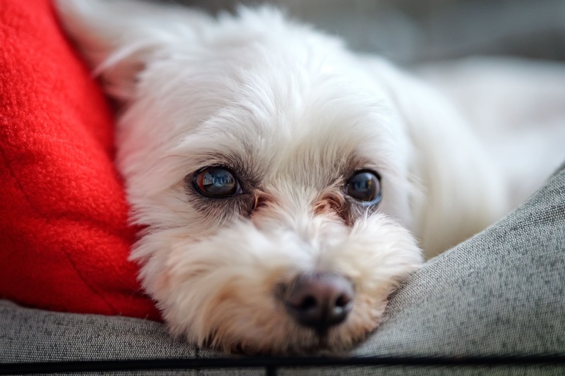 Maltese con pelo rosso sotto gli occhi