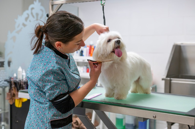 cane dal veterinario