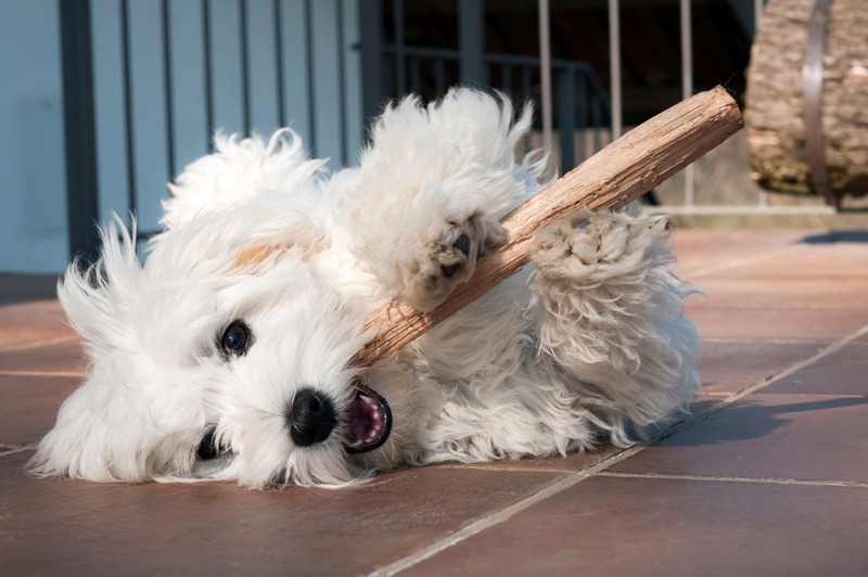 Maltese con bastoncino