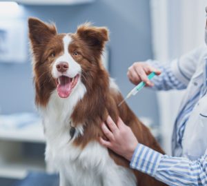 giovane veterinaria fa vaccino al cane