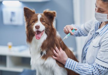 giovane veterinaria fa vaccino al cane