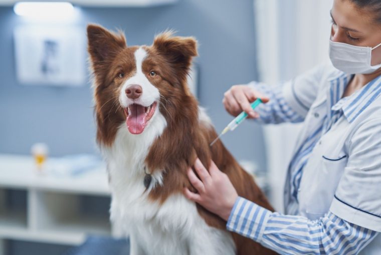 giovane veterinaria fa vaccino al cane