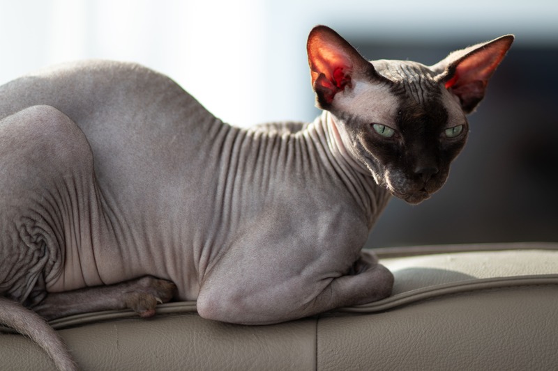 razze di gatti: Sphynx