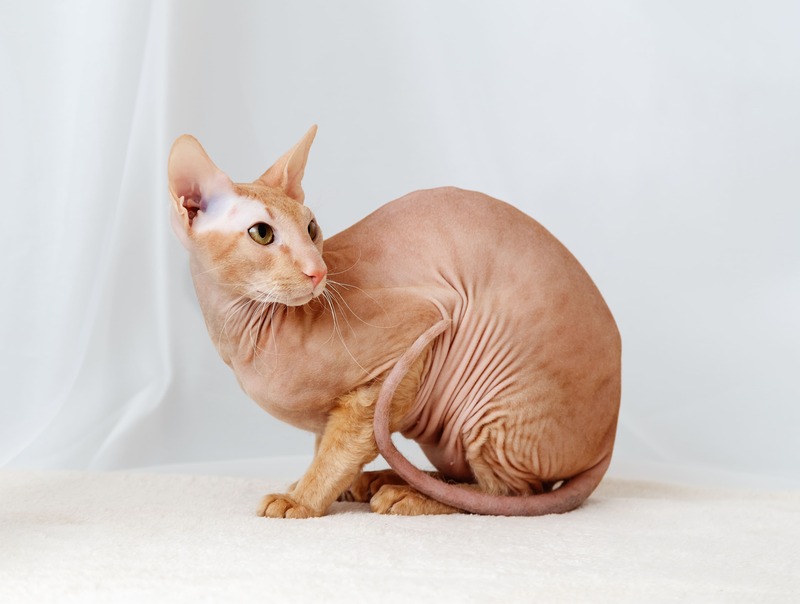 Peterbald