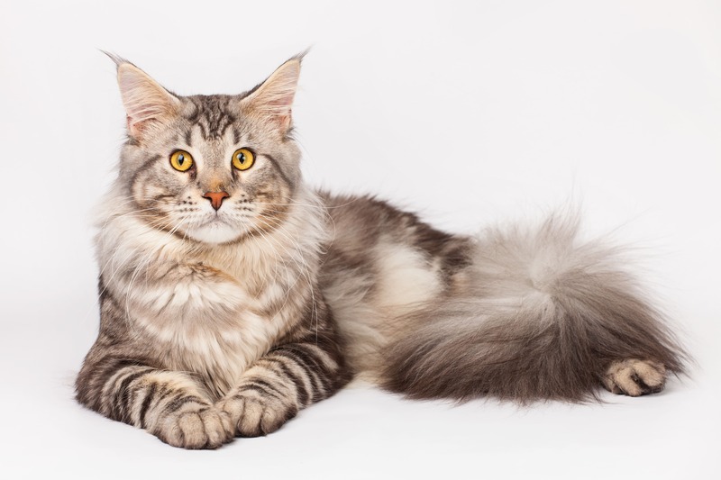 razze di gatti: Maine Coon