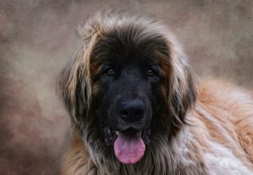 Leonberger