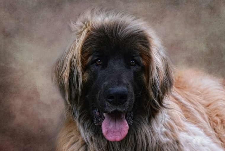 Leonberger