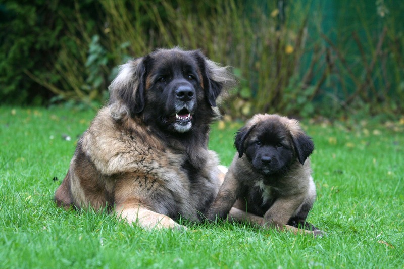 Leonberger adulto e cucciolo