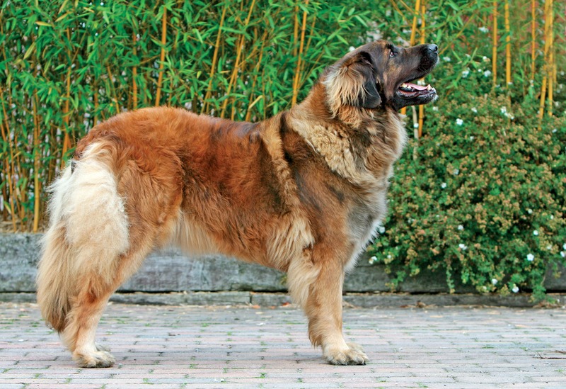 Leonberger aspetto