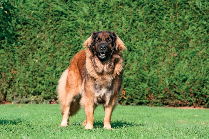 Leonberger in guardia