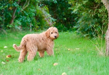 Labradoodle sul prato