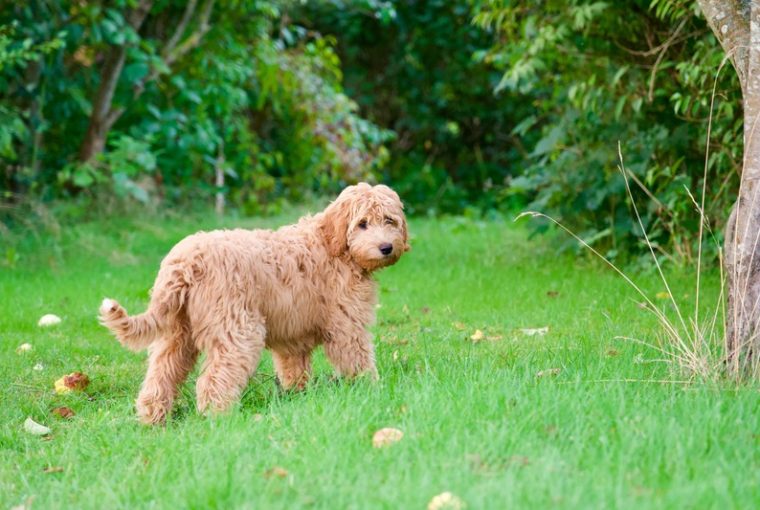 Labradoodle sul prato