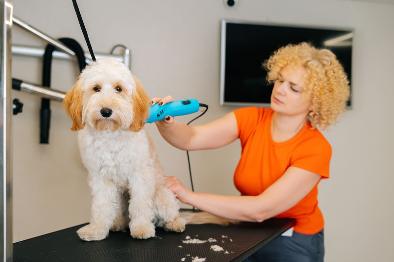 Labradoodle cura