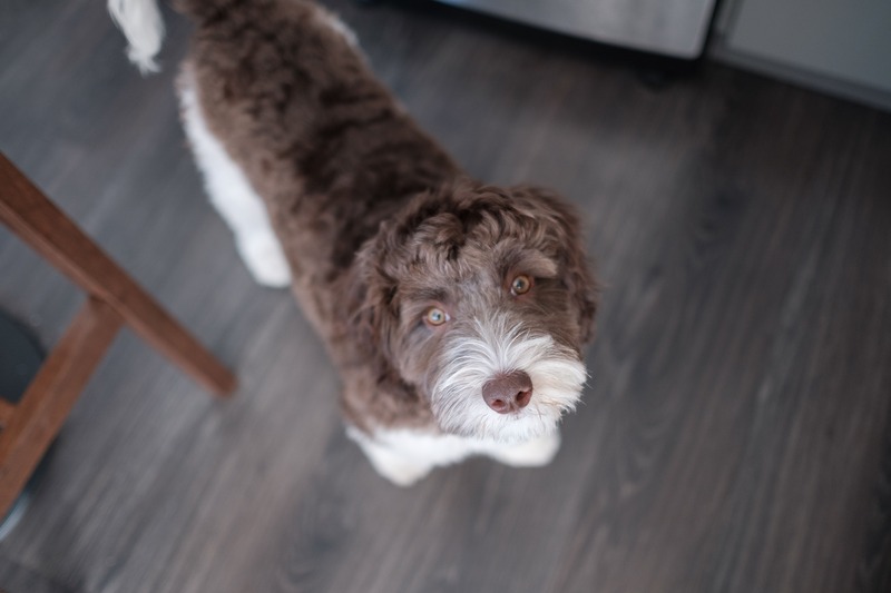 Labradoodle pelo bianco e marrone