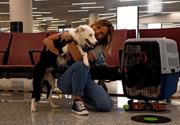 viaggiare con i cani in aereo