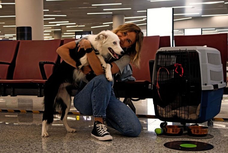 viaggiare con i cani in aereo