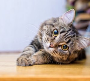 gatto