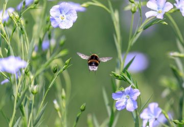 api e vespe, ape tra i fiori