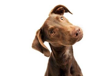 perché i cani inclinano la testa