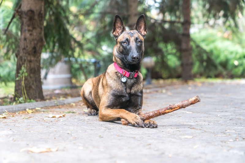 pastore belga aspetto fisico