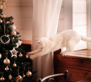 gatto e albero di Natale