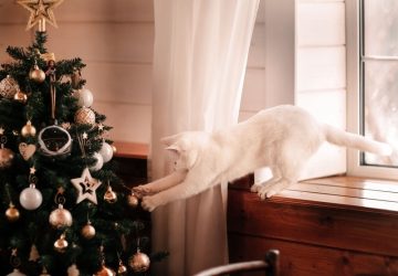 gatto e albero di Natale
