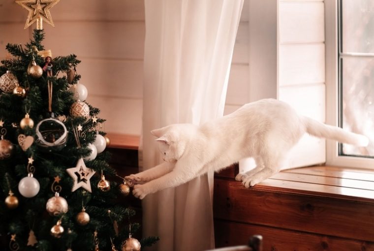 gatto e albero di Natale