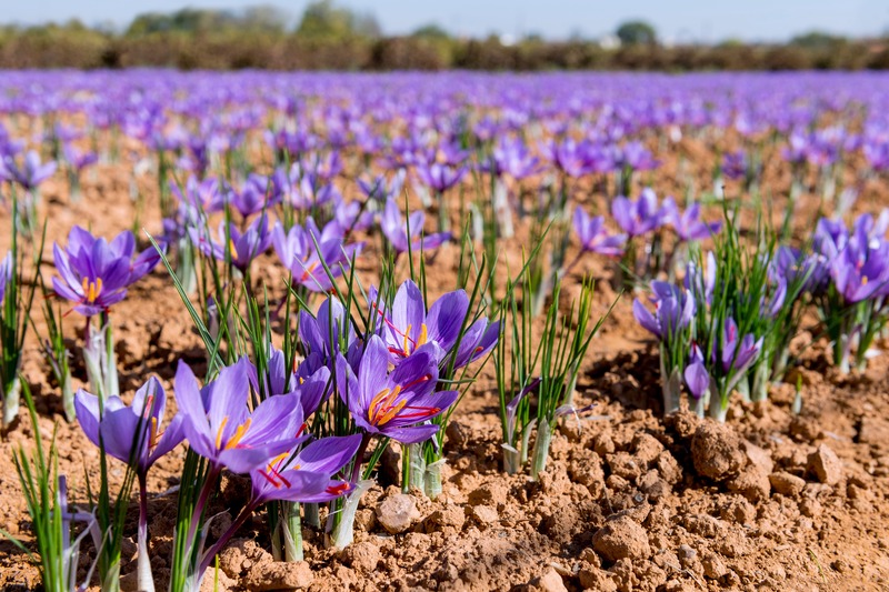 fiori zafferano nel terreno