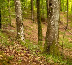 Nel bosco, forest bathing e forest therapy non coincidono: Ambiente forestale tranquillo a Podgarić, Croazia, con alberi…